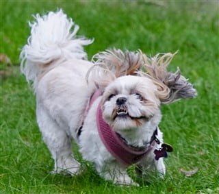 Can a shih tzu walk hot sale 2 miles